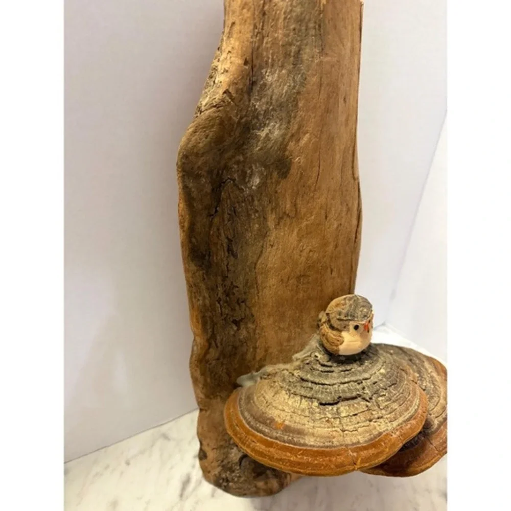 Driftwood‎ with adorable baby owl and mushrooms 14